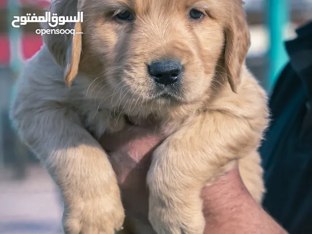 جراء جولدن مستوى عالي