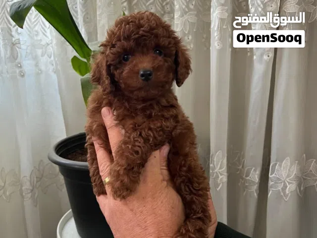 PURE PREMIUM TOY POODLE BABY