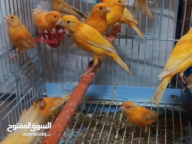 حبات احمر دم وجزري غامق نخب