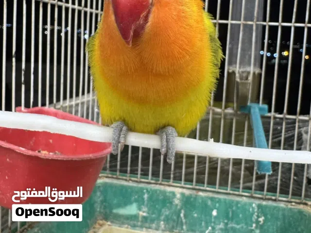 ببغاء اليف ولون نادر