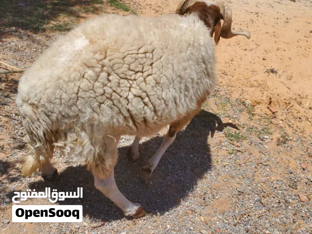 خروف للبيع 3900