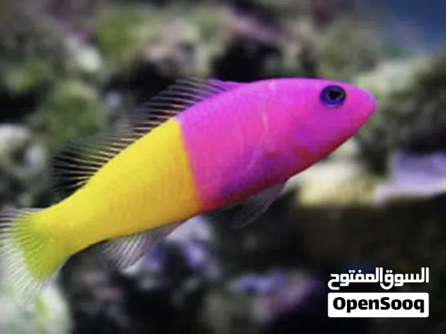 Bi color blenny for sale سمكة بحري و ثلاث كرومس