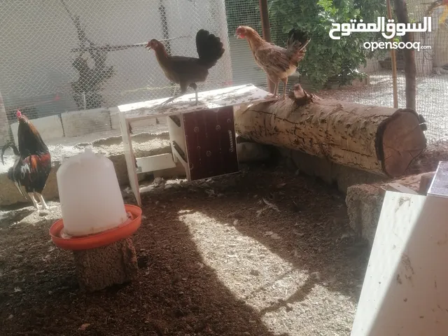 دجاج بياض عماني