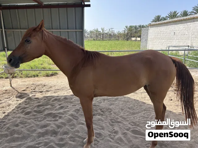 فرس سلالة عربية أصيلة