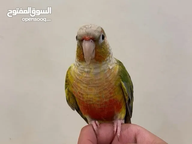 للبيع كنيور اناناس