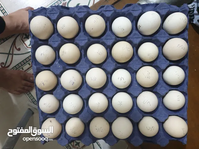 طبقة بيض دجاج عرب ابوركيبه للبيع