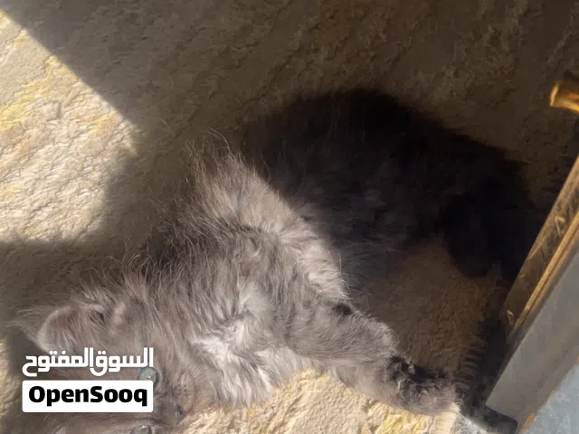 قطط شيرازي للبيع انثى و ذكر
