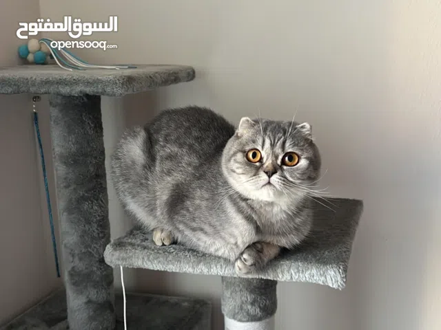 - Scottish Fold Female Seeking Male for Mating -