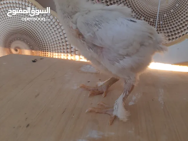 9 افراخ عدد تسعه 9 دجاج زينه قسم كوجي وقسم براهما للبيع