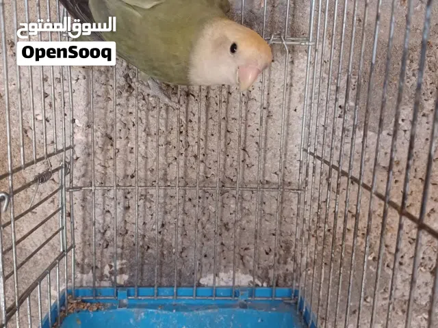 انثي روز للبيع