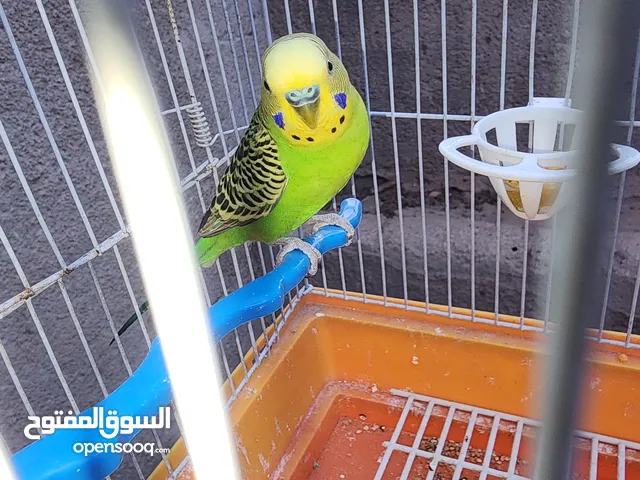 طيور حب للبيع