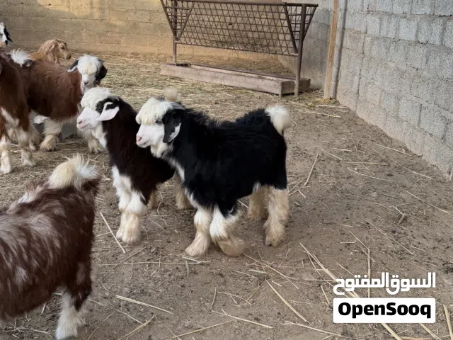 جدايه رضعان سمان فول يوجد خدمه ذبح و توصيل حسب الاتفاق جدايه سمان فول ونظاف الموقع بركاء خلف التنين