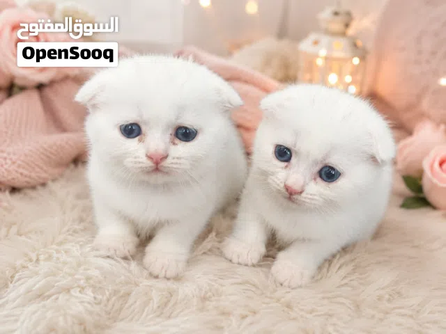 3 قطط سكوتش فولد للبيع مع بعض كامل