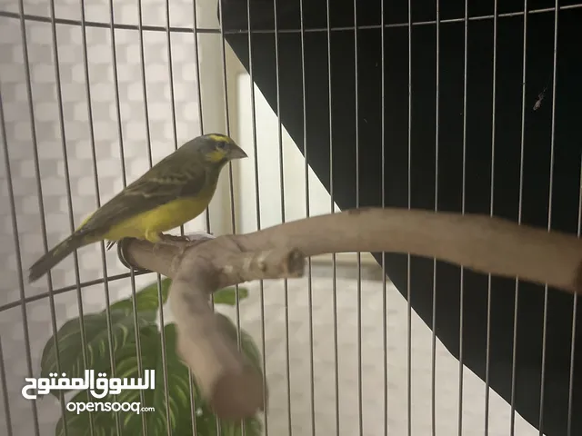 ياسمين موزمبيقي