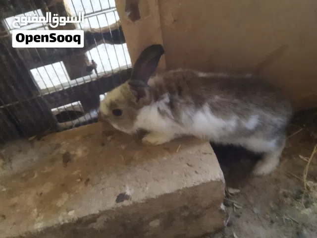يوجد الارانب بندوق بابيون