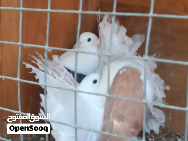كوبيا تونسي مواصفات الله يبارك على دحي للبيع