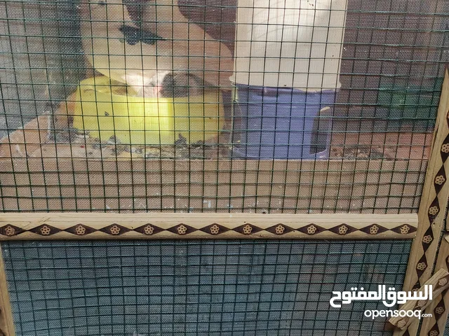 للبيع حمام وصف مهم