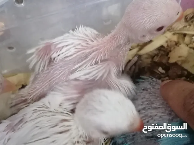متوفر فروخ دره أبيض وازرق وسلفر