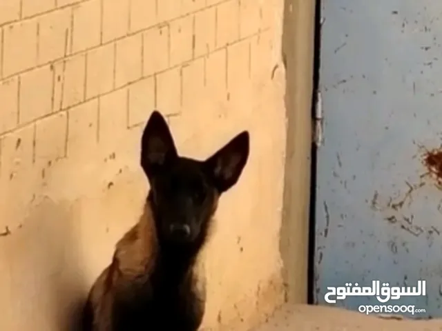 كلب مالنوا انث