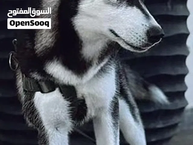 كلب هاسكي حالته الصحيه مشالله