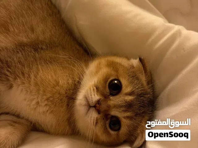 سكتش فولد  ذكر وأنثى