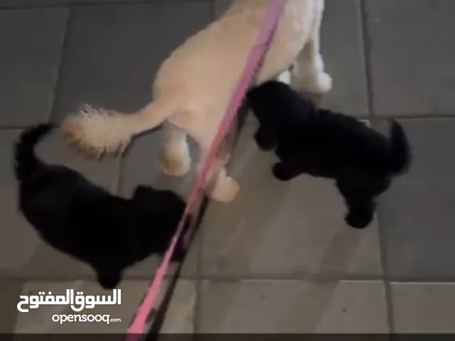 جراوا بودل