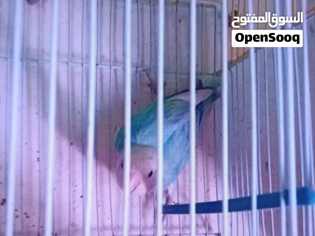 جوز روز  وأنثى