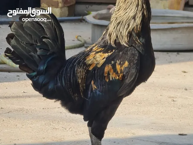 ديجين عرب جاهزات