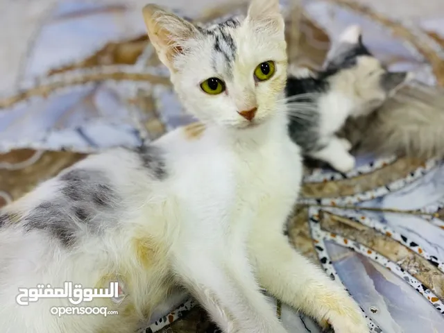 قطط محليات للتبني