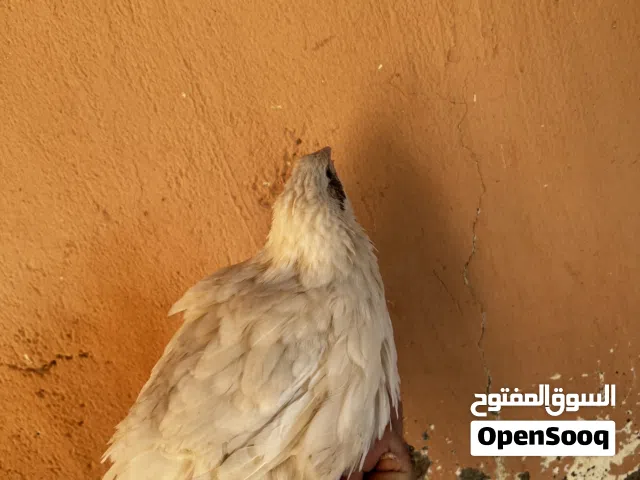 للبيع سمان تكساس الضخم او للبدل بطيور بادجي او زوج كوكتيل