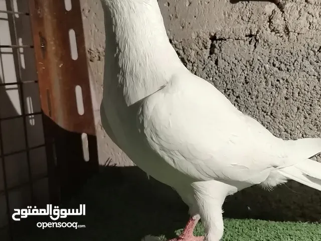 مطلوب فحل مراسلي عجل بسعر مناسب