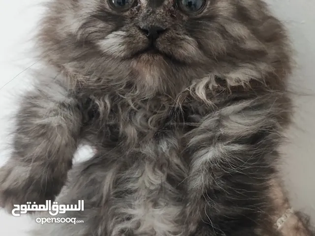 قطط شيرازي صغير