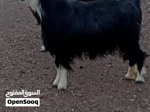 شاه عمانيه جبليه