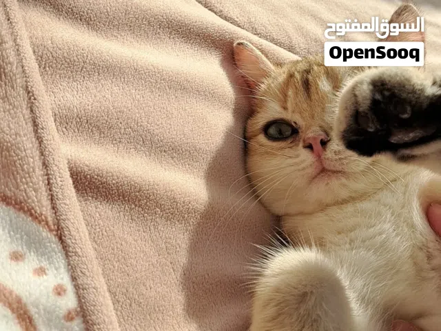 قطه انثى بريتش