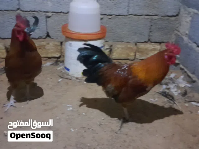 فراريج عربي