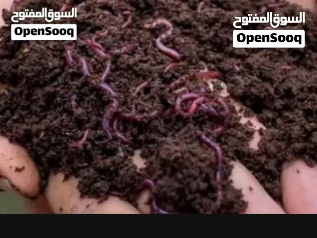دودة سماد الفيرمي
