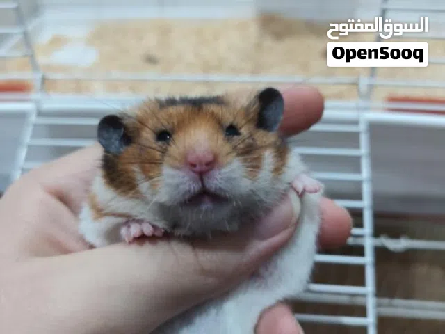 هامستر سوري للبيع بسعر طيب جدا ومعهم اغراض