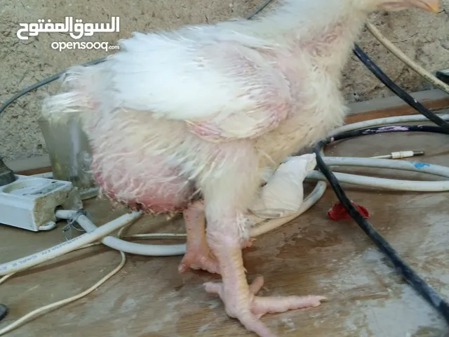صوص لاحم نوع روس صحه وخالي من الامىاض