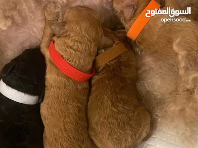 للبيع والحجز توي بودل For sale and reservation toy poodle