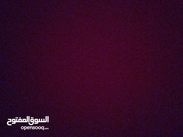 قطه للبيع نوع سكوتش فولد