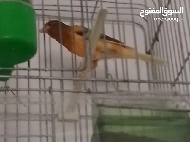 جوز كنار شغالات