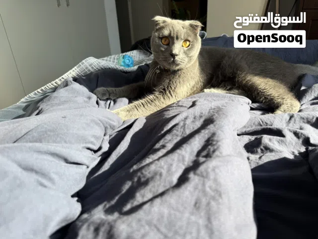 Gray Scottish fold cat