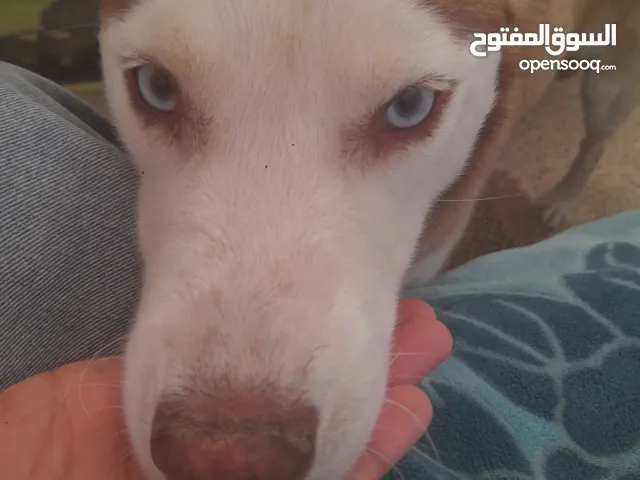 كلب هاسكي سيبيري