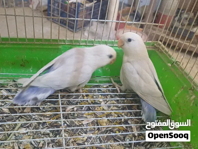 انتاج بركديلو بايد