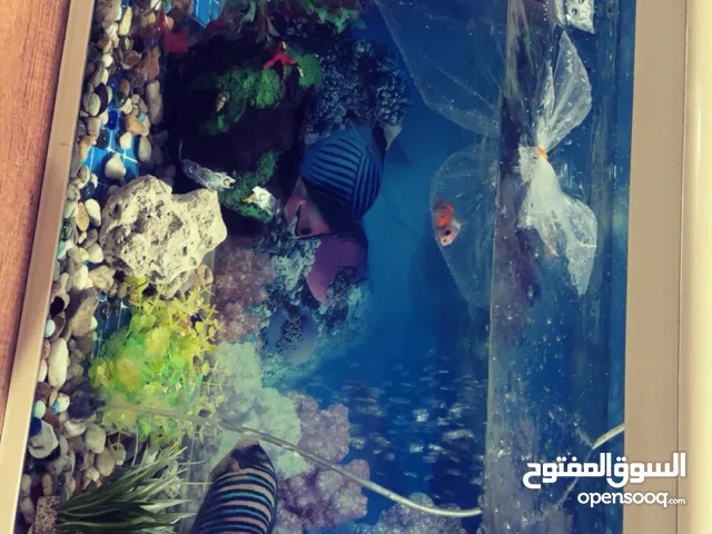 للبيع حوض سمك كبير 100x30 تقريباً مع الاسماك و الزينه