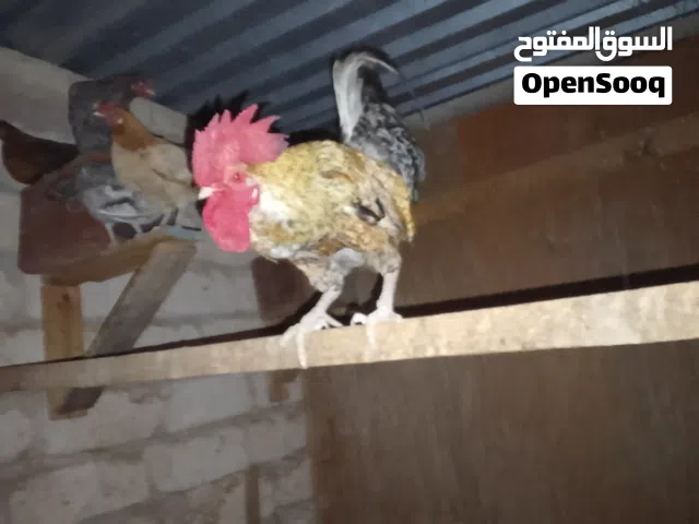 6دجاجات عربيات كلهم يدحو 2استراليات يدحو ربي يبارك أقرا الوصف