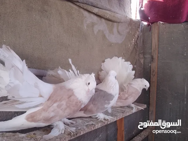 متاح حمام زينه