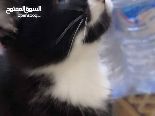 قطه شيرازيه نظيفه مال بيت