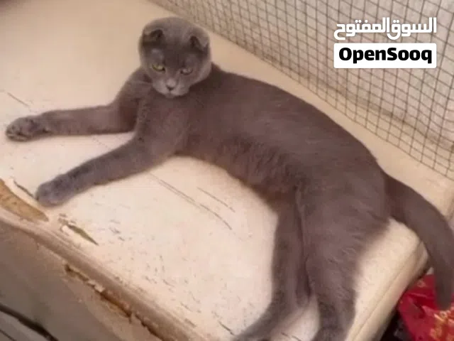 للبيع قطه سكوتش