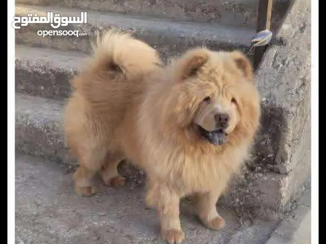 كلاب تشاو تشاو ذكر وانثى